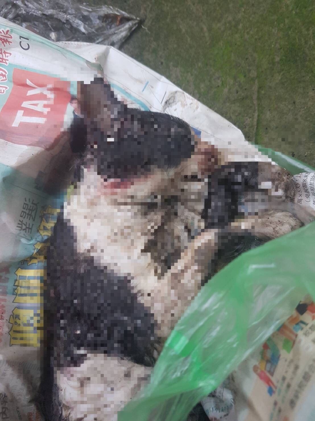▲新竹市愛貓人士在華江街發現有浪貓屍體，死狀淒慘、臉部表情驚恐，懷疑生前遭到虐刑致死。（圖/記者金祐妤翻攝,109.5.27）
