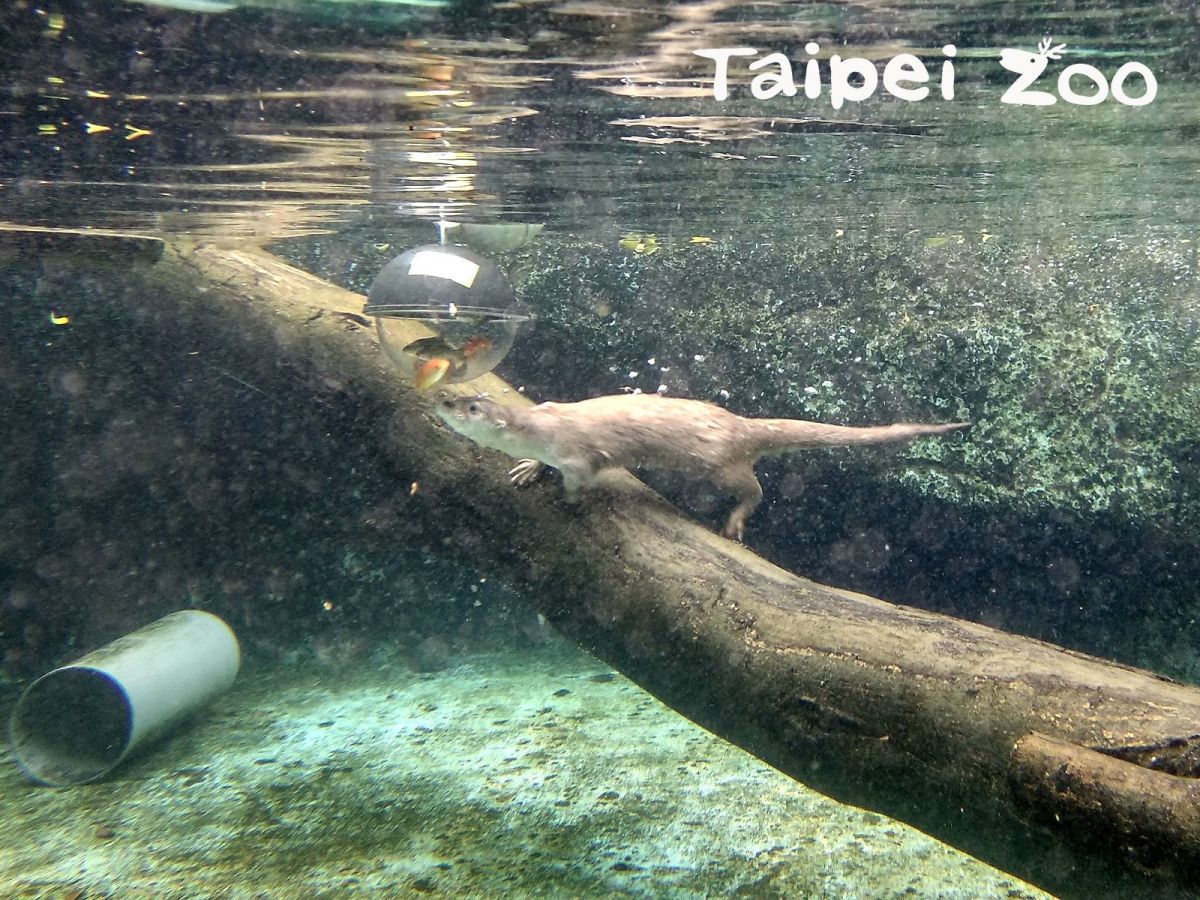 ▲台北市立動物園海獺寶寶「金萌」吃魚的可愛模樣。（圖／台北市立動物園提供）