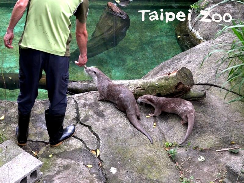 ▲台北市立動物園海獺寶寶「金萌」和暖男「大金」。(圖/台北市立動物園提供)