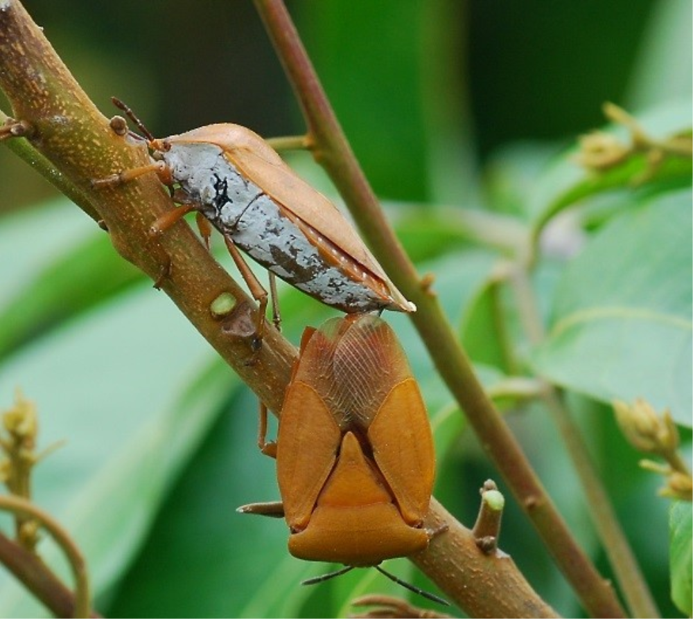 ▲新北市政府提醒，若在家中發現荔枝椿象，可用肥皂水噴灑蟲體腹部，使其呼吸作用受阻窒息。（圖／新北市景觀處提供）