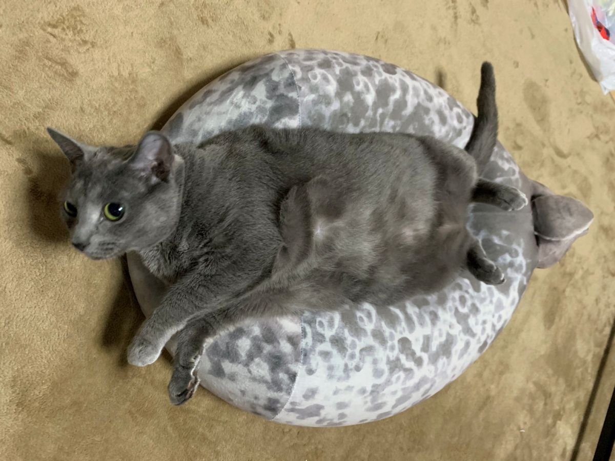 推主家的貓非常熱愛海豹抱枕，每天躺著睡。（圖／Twitter@yoshidaterukazu）