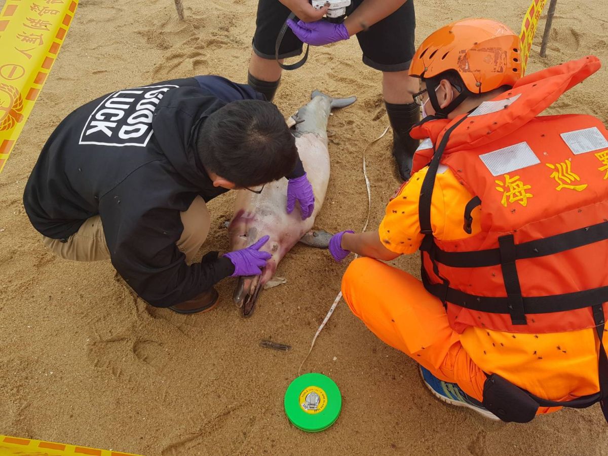 ▲死亡鯨豚為「中華白海豚」雌性幼體，後續交由金門縣政府水產試驗所採樣冰存。(圖/金門第九岸巡隊提供)