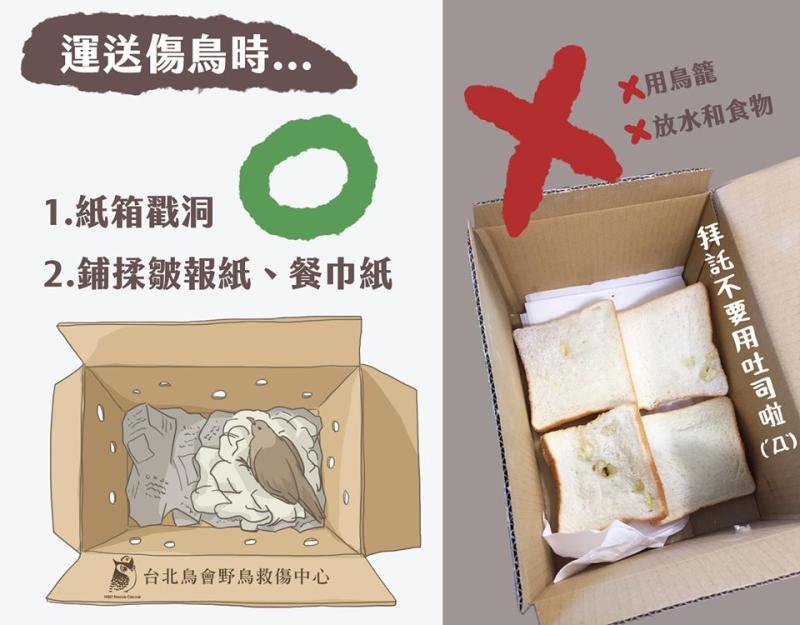 ▲一張圖告訴你正確方法(圖/台北鳥會野鳥救傷中心授權)