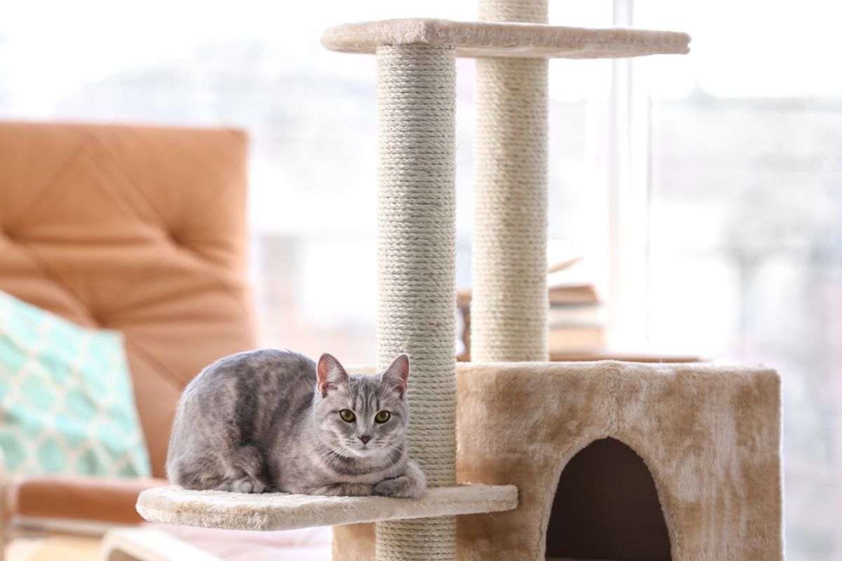 ▲毛小孩愛跑跳，易破壞家中設施，要避免管線外露(圖／信義居家)。