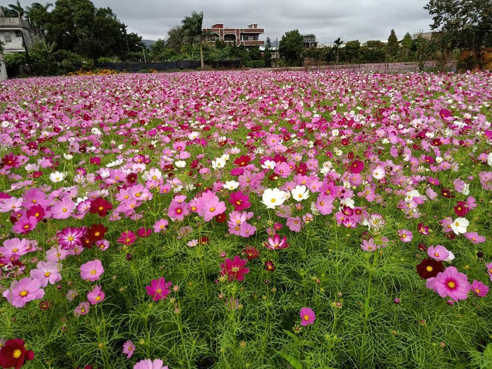 ▲南園社區花海節成為遊客打卡拍照景點。（圖／　南園社區發展協會提供）