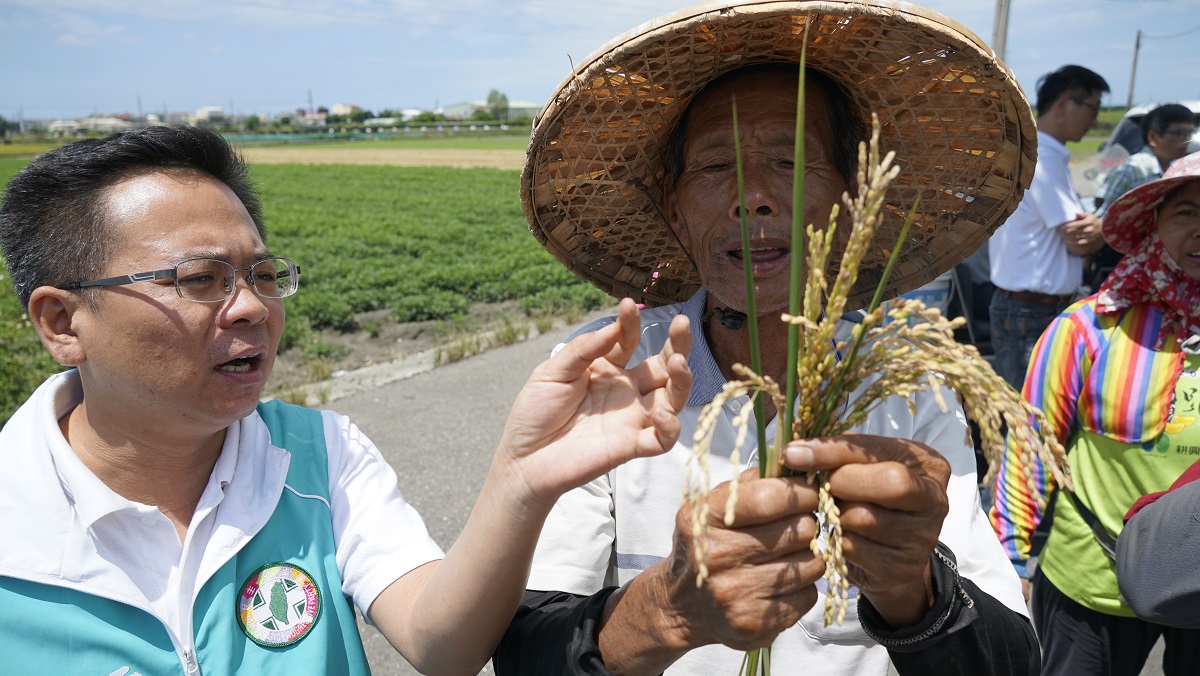 ▲水稻不稔實成空炮彈，收達兩成以上。（圖／記者蘇榮泉攝，2020.05.31）
