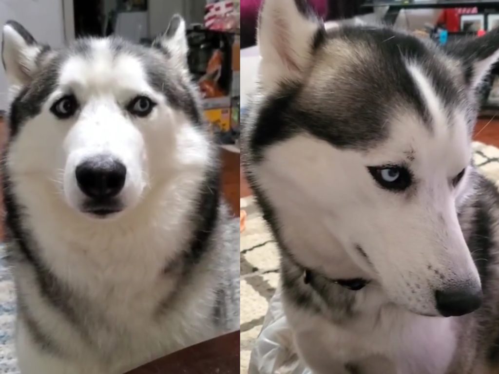 別人的食物最好吃！二哈眼神暗示：這碗飯是什麼意思？