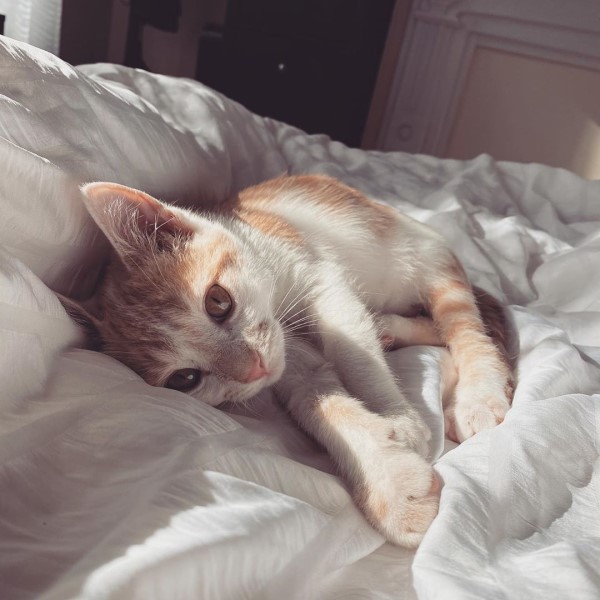 媽媽領養新小貓太害羞大橘貓努力破冰：跟我玩嘛！