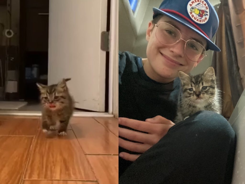 大門沒關流浪小奶貓屁顛走進來　喵：偶要住這！