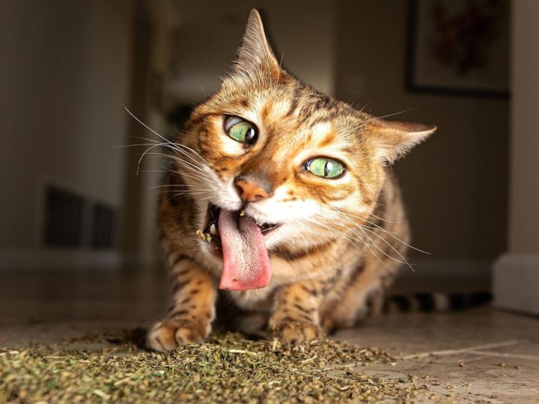 貓中途攝影師捕捉喵皇嗑草的瞬間　嗨到嘴臉都歪形象超崩壞
