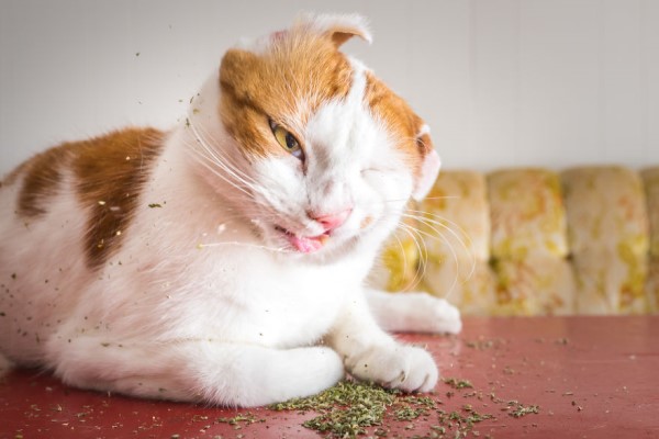 貓中途攝影師捕捉喵皇嗑草的瞬間　嗨到嘴臉都歪形象超崩壞