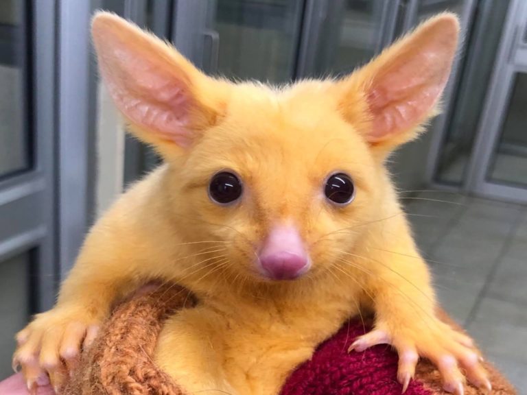 澳洲一間獸醫院接獲一隻罕見的黃金負鼠（圖／FB@Boronia Veterinary Clinic And Animal Hospital）