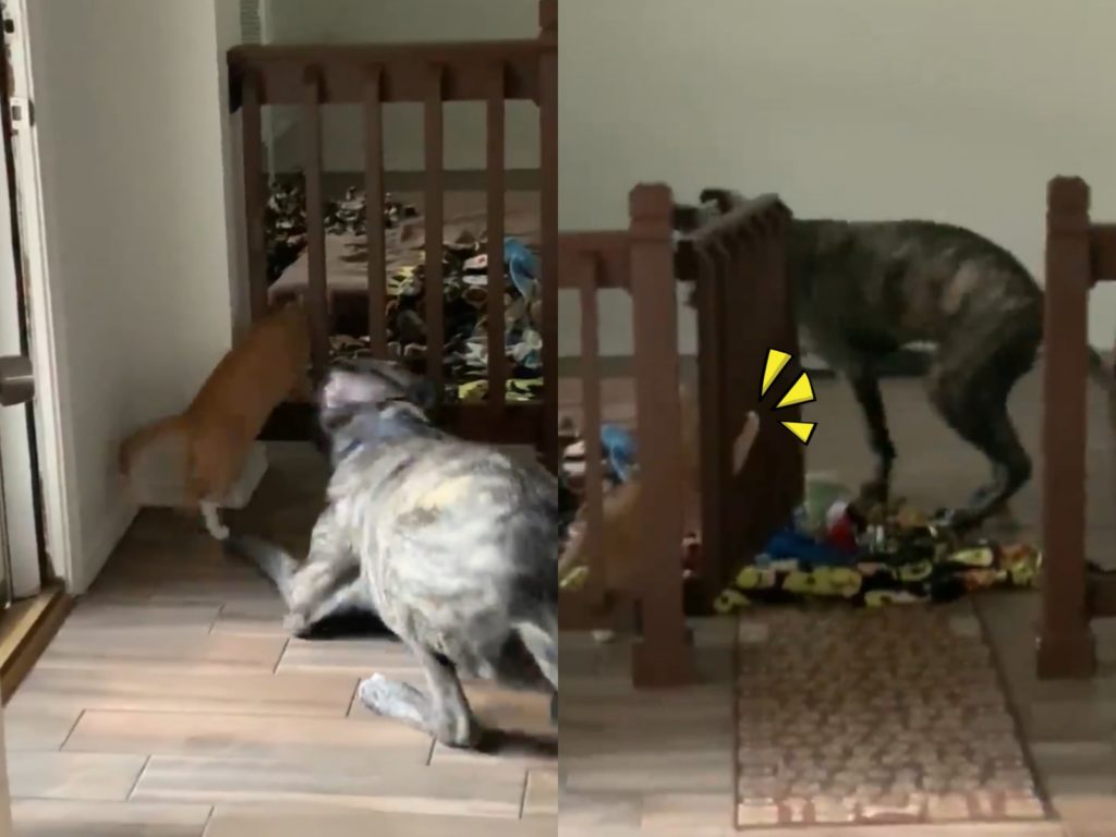 貓咪：來來！給朕過來！ 狗勾乖乖進柵欄：咦？要玩什麼新遊戲嗎？ （圖／Twitter@DakotaLameHumor） 