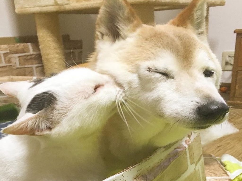 日本一隻柴犬與貓咪的感情非常好（圖／IG@hinatabocco.3）