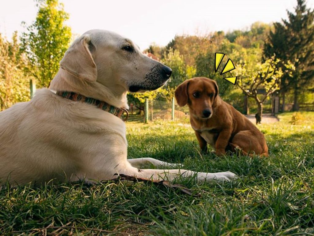 狗狗出門一下下，就帶了隻陌生狗回來。（圖／Sara Nisevic） 