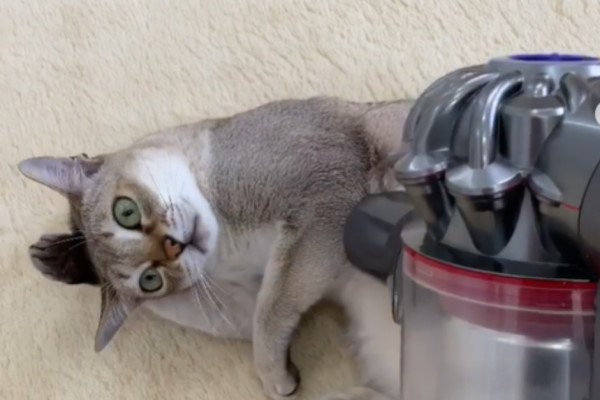 貓咪迷戀吸塵器　竟會自動翻面要求吸毛！