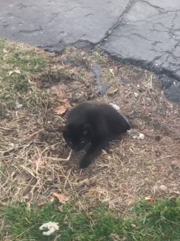 排水孔有黑貓　呼喚喵出來嚇壞眾網友：牠怎麼進去的？