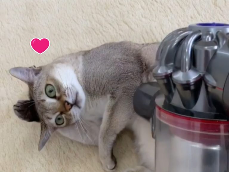 貓咪迷戀吸塵器　竟會自動翻面要求吸毛！
