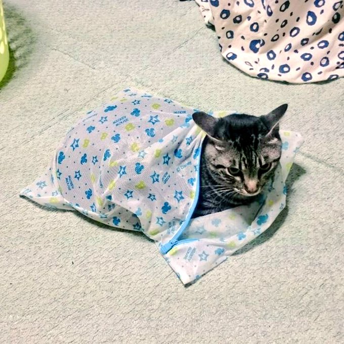 這隻貓愛上洗衣袋（圖／Twitter@cod0O0boc）