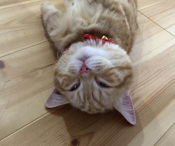 爆走後又爆睡的橘貓　與地板「融為一體」網笑：沒電了啦！