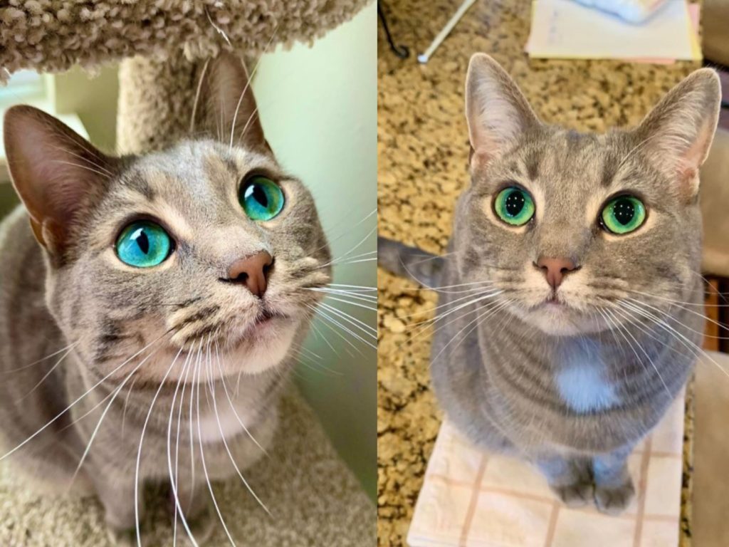 貓咪費歐娜有一雙超美的碧綠色眼睛（圖／IG@wildcatfiona）