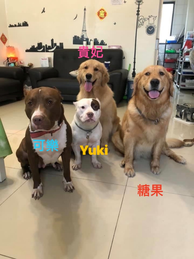 June Han家中養了4隻狗狗，分別是比特犬可樂、惡霸犬Yuki，和兩隻黃金獵犬貴妃及糖果。（圖／網友June Han提供） 