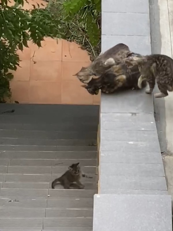 小喵跳不上樓梯哭哭求救　3貓緊張探頭結局超有愛！