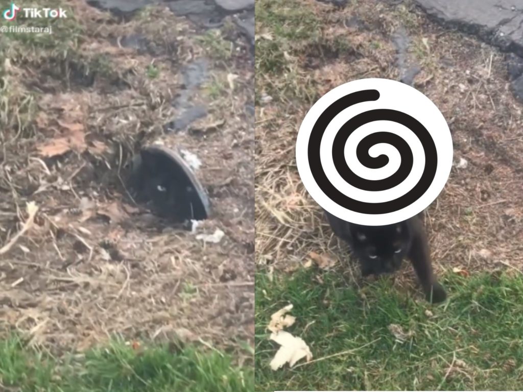 一隻黑貓躲進排水孔裡（圖／翻攝自Tik Tok@filmstaraj）