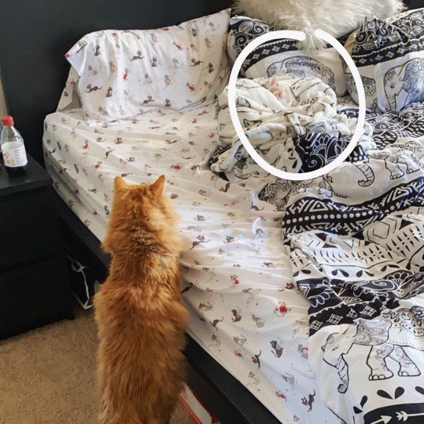 媽媽領養新小貓太害羞大橘貓努力破冰：跟我玩嘛！