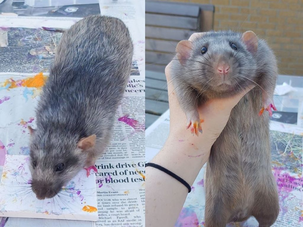 鼠巴拉西！想收藏大寵鼠的「藝術品」嗎？畫作問世造成轟動