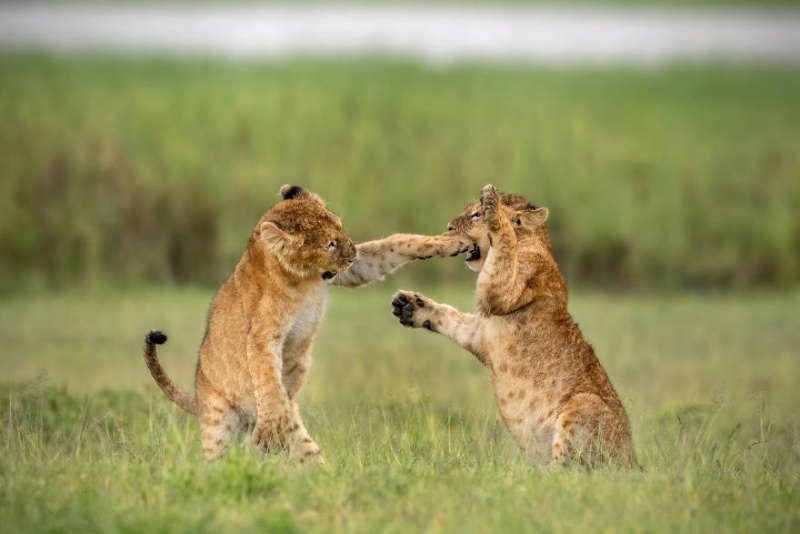 矮額～嚇到吃手手惹。（圖／Yarin Klein@Comedy Wildlife Photo Awards 2020） 