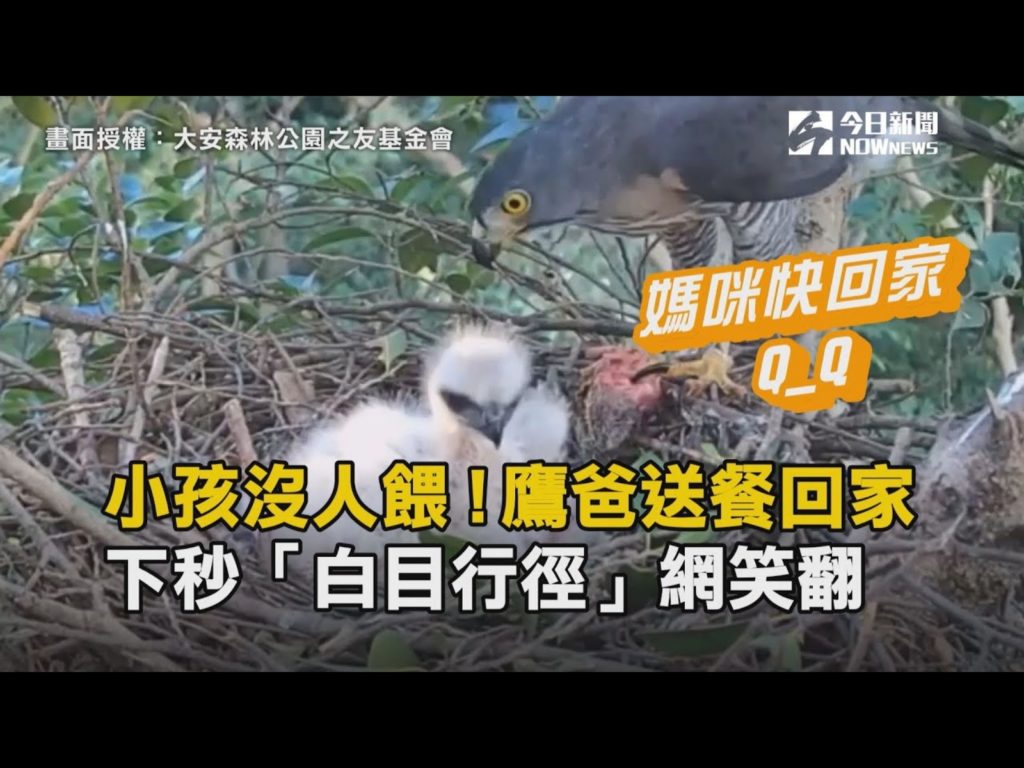 欸，某欸怎麼不在家啦？現在是我要餵？！（圖／大安森林公園之友基金會授權提供） 