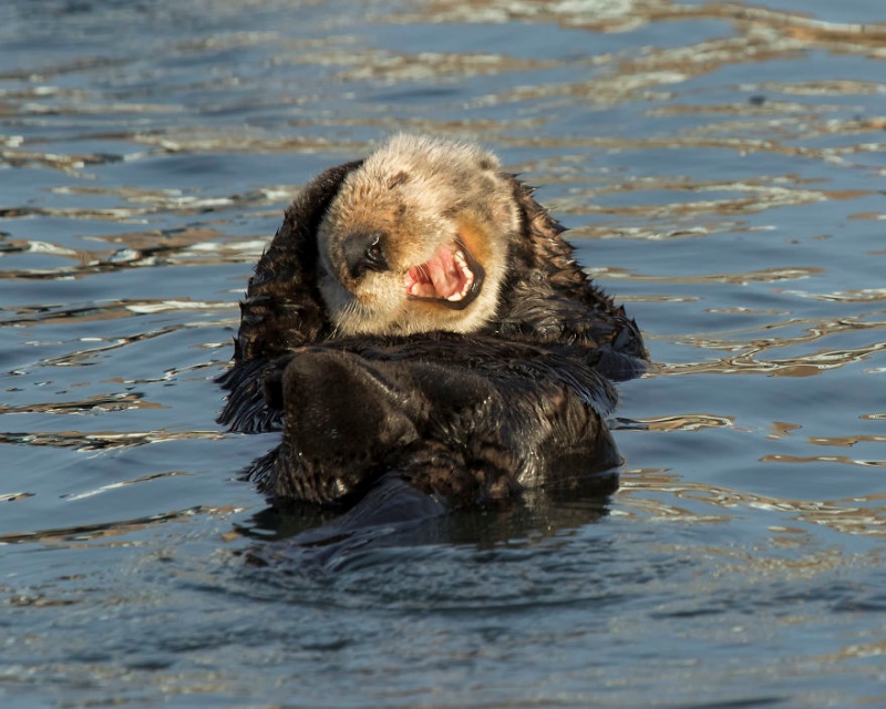 （歪頭）啊呵呵呵呵呵……（圖／David DesRochers@Comedy Wildlife Photo Awards 2020） 