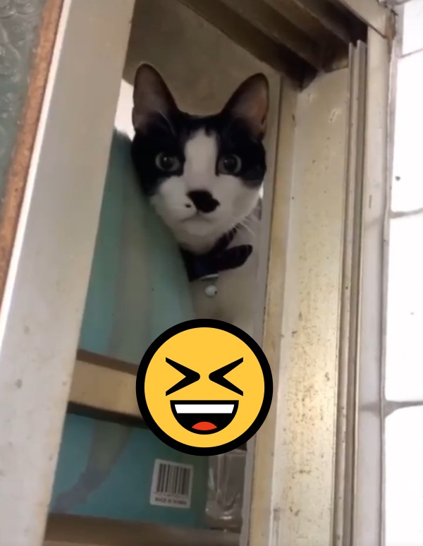 影／廁所待太久　賓士貓「破窗探頭」關切：怎麼沒用貓砂？