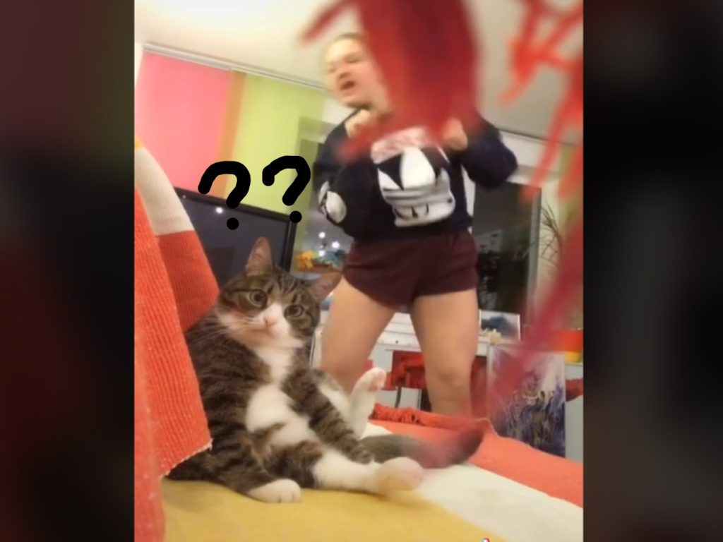 貓咪似乎不能理解貓奴究竟在做什麼？（圖／翻攝自Tik Tok@ssshhhikamaru）