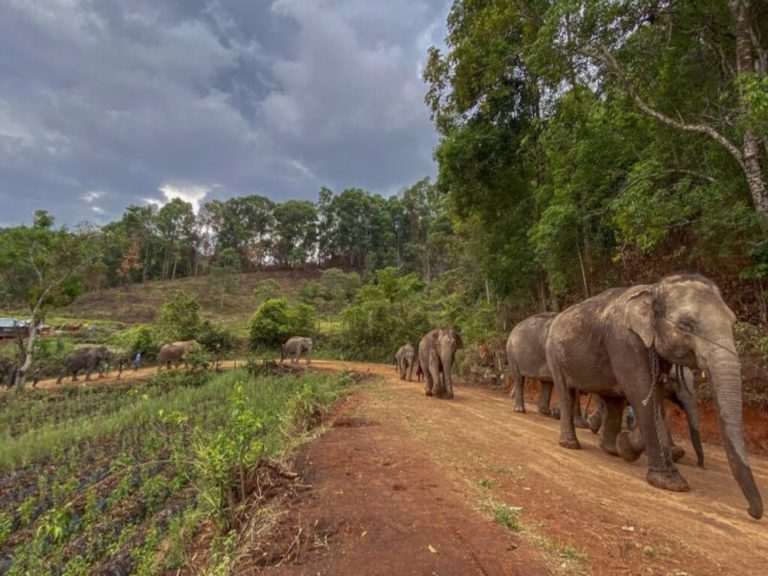 疫情重挫泰國觀光業　大象意外脫離奴役行150公里回家
