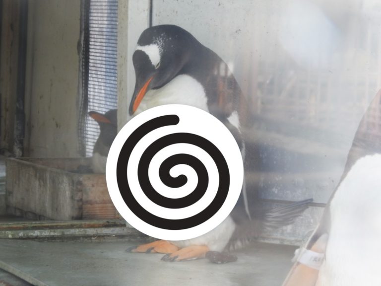 日本一隻企鵝竟然出現令人驚豔的「腹肌」！（圖／twitter@otarua水族館）