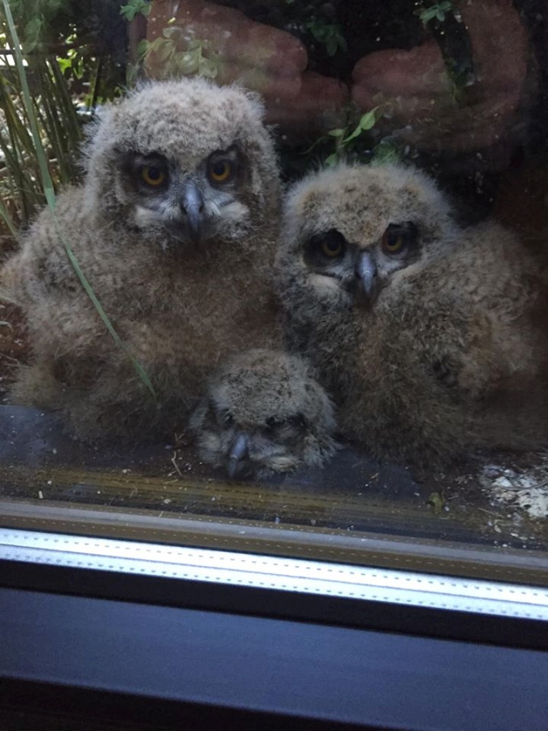 雕鴞媽媽孵出的3隻寶寶體型很大。（圖／Facebook@Jos Baart） 