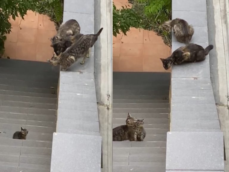 小喵跳不上樓梯哭哭求救　3貓緊張探頭結局超有愛！

