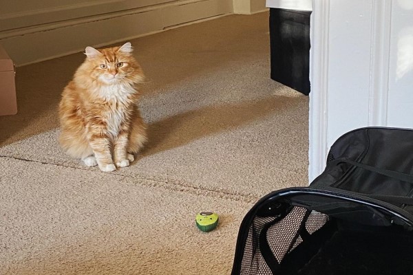 媽媽領養新小貓太害羞大橘貓努力破冰：跟我玩嘛！