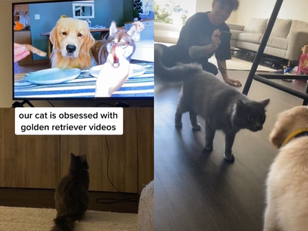 艾莎莉決定幫家裡增加新成員，將小小黃金獵犬正式介紹給哈利！（圖／IG@harrieandbaymax） 