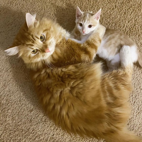 媽媽領養新小貓太害羞大橘貓努力破冰：跟我玩嘛！