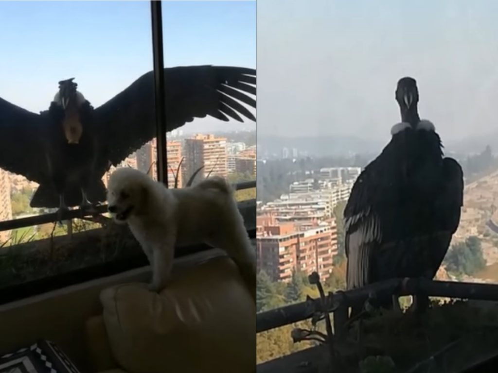 兩隻巨大的安地斯神鷹出現在女子的窗外（圖／翻攝自FB@Don Hockaday）
