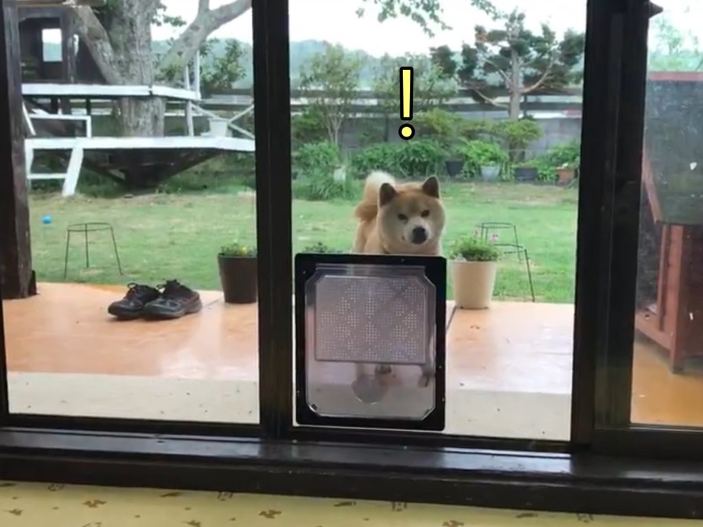 傲嬌柴柴有寵物門偏不走   白目行徑讓主人好氣又好笑