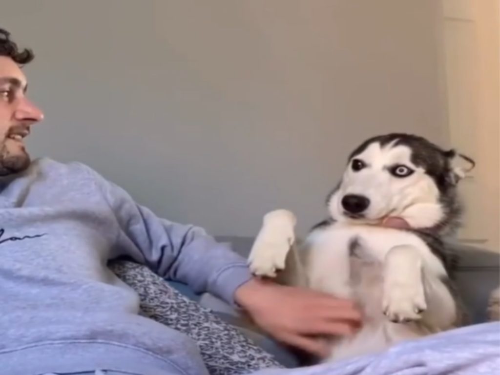 哈士奇爽被把拔摸肚肚（圖／IG@packbullies）