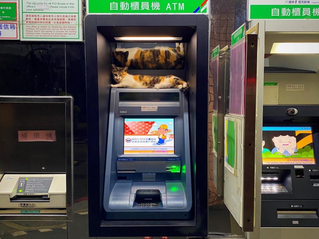 男子到ATM領錢　遇三花貓躺機台網笑：牠要收手續費啦！
