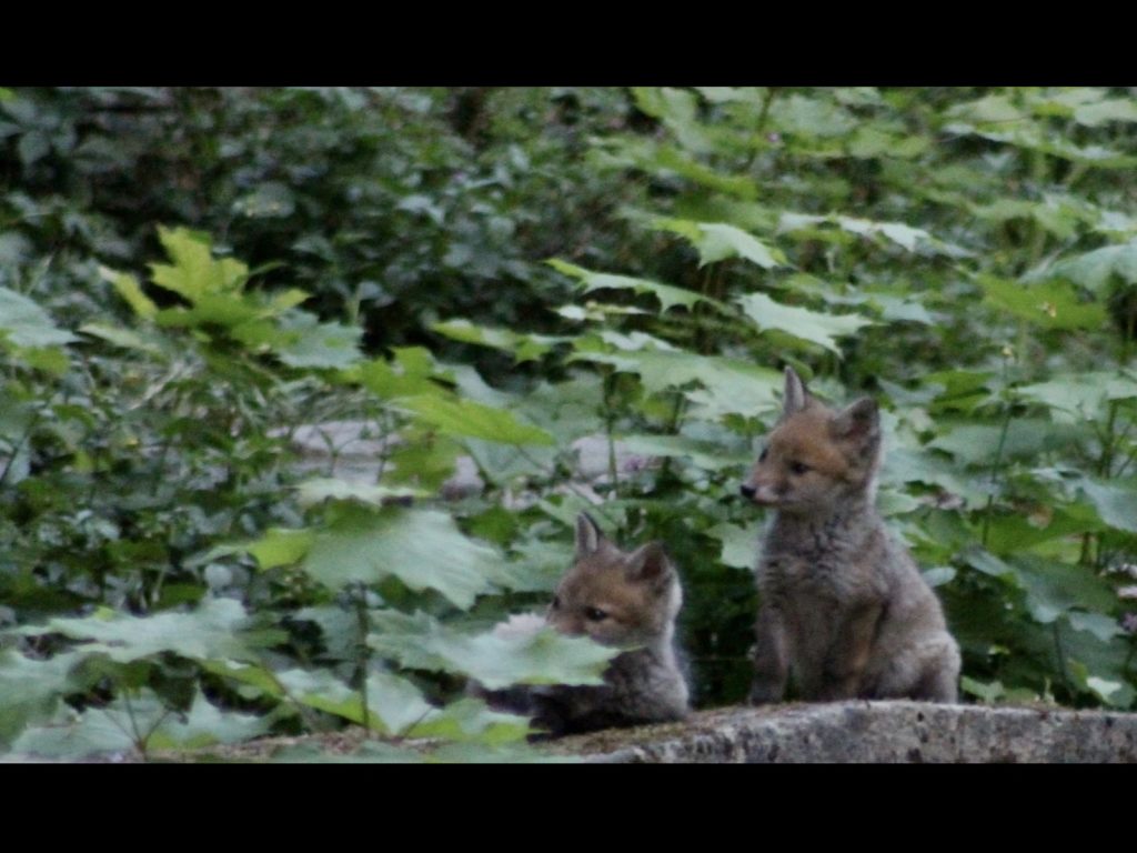 巴黎知名的拉雪茲神父公墓日前竟然罕見地出現狐狸家族（圖／twitter@PKOMITES）