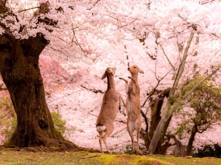 和煦的春光透過粉色花瓣灑落，加上可愛的小鹿，彷彿到達童話裡的仙境。（圖／Twitter@v0_0v______mk） 