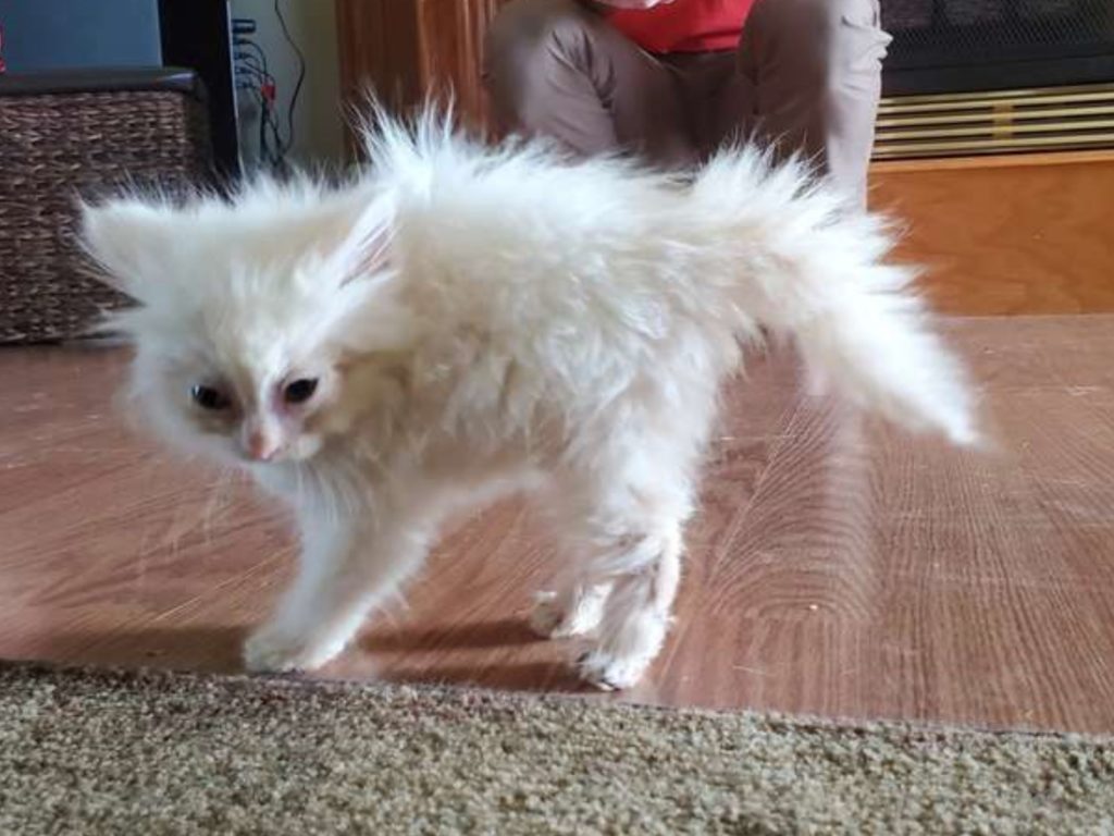 小白貓寧布絲（圖／The Dodo）