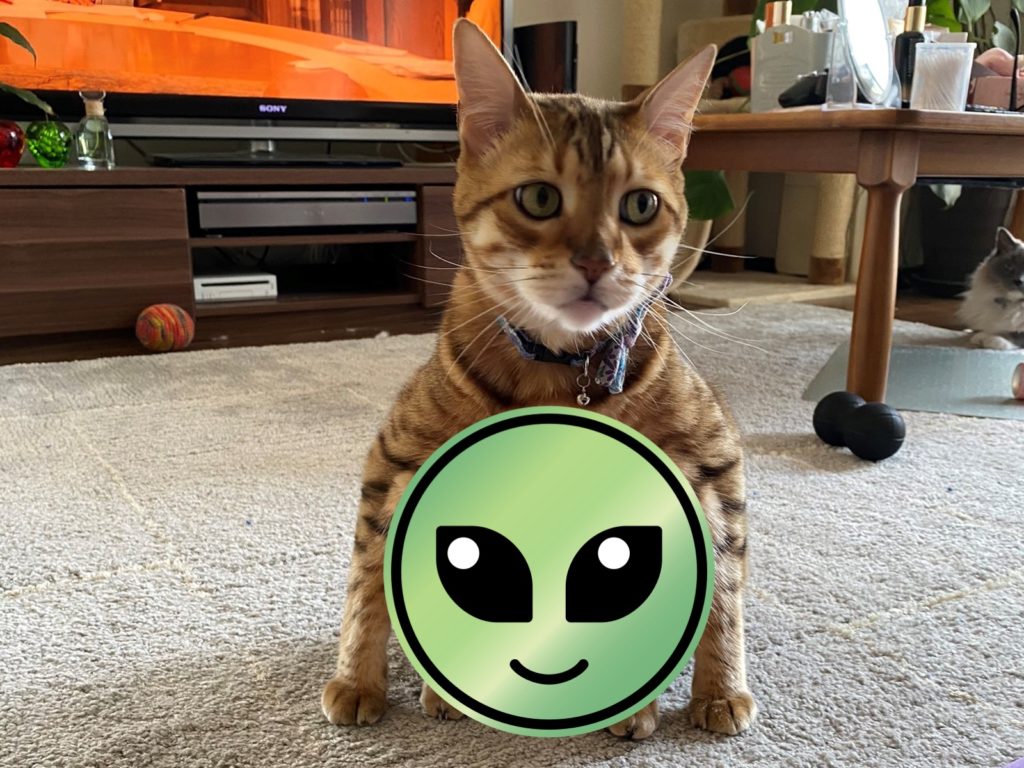 孟加拉貓一秒進化成企鵝　一旁布偶貓目擊看傻了眼